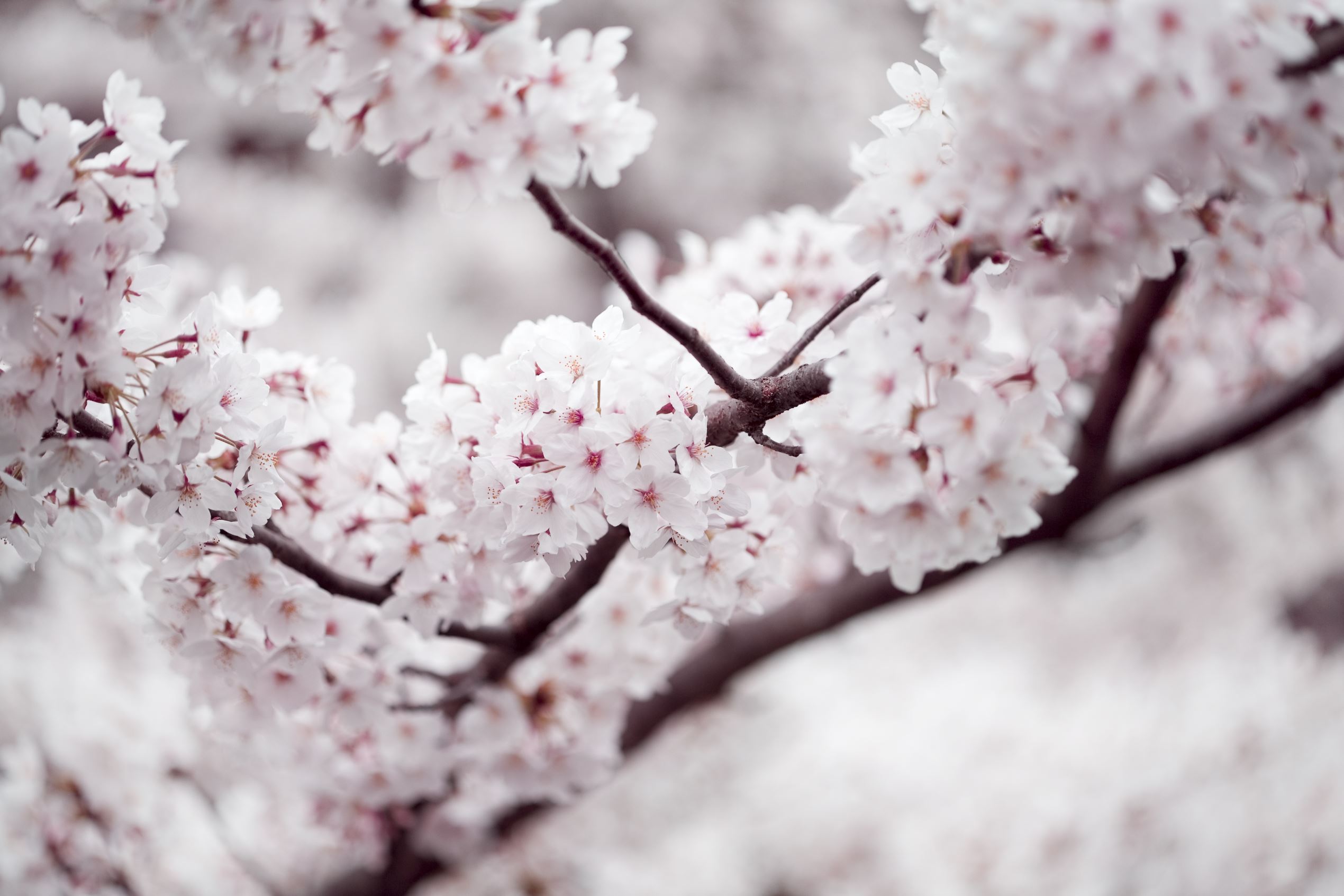 春を彩る 桜の品種図鑑