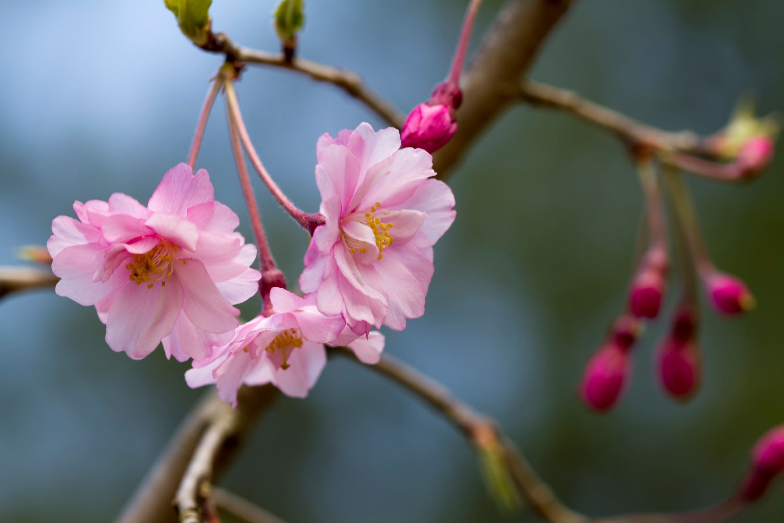春を彩る 桜の品種図鑑