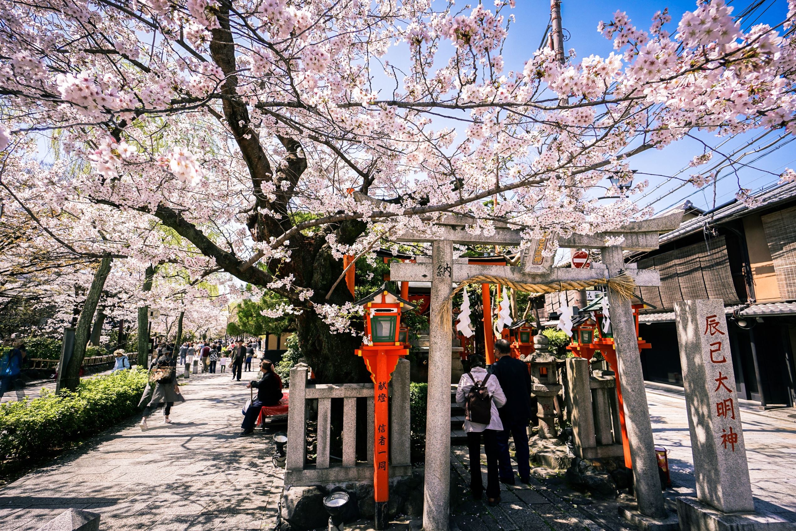 訪日外国人客に人気 世界を魅了する日本の 花見 文化