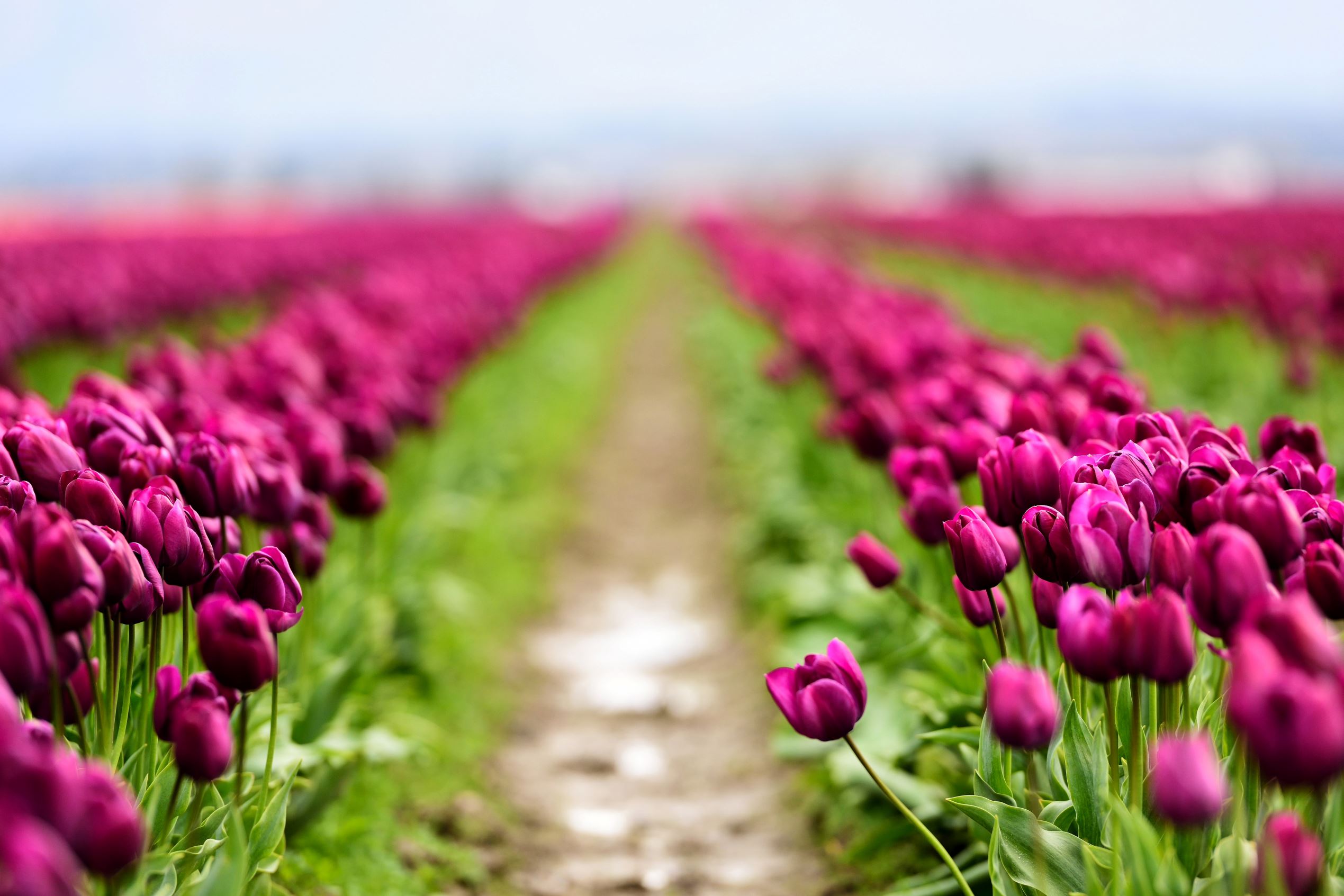 Breathtaking pictures of tulips in bloom around the world