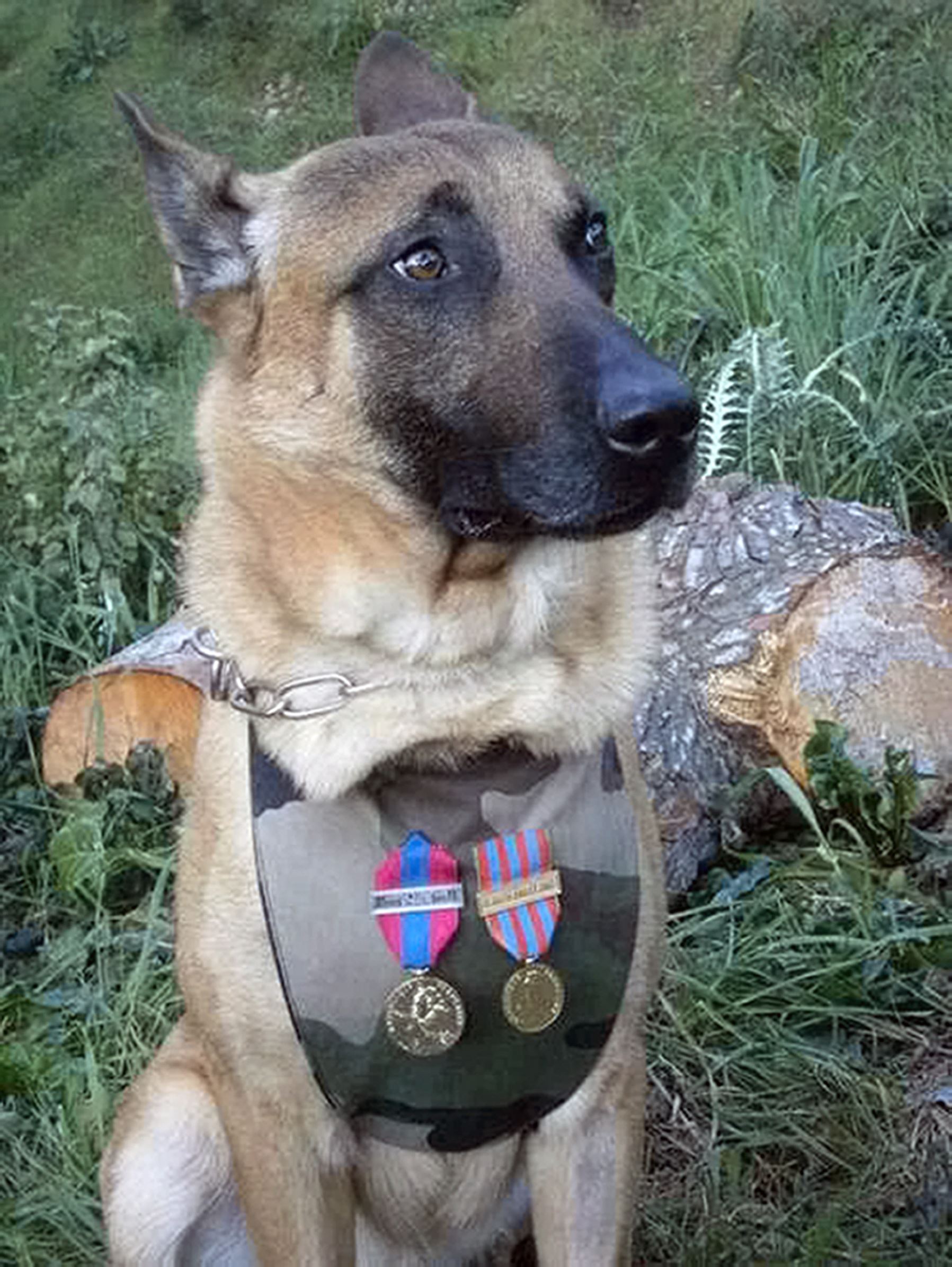 勇敢な動物を称えるメダルを授与された動物たち