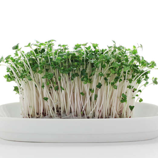 Slide 6 of 35: <p>The energy contained in a seed, grain, nut, or legume is ignited through soaking and sprouting. And those sprouts are super-high in enzymes, proteins that act as catalysts for all of your body's functions. For example, broccoli sprouts are high in sulforaphane, which triggers your body's natural <a href="http://www.rodalewellness.com/health/prostate-cancer-prevention?cid=isynd_PV_0616">cancer protection</a>.</p>