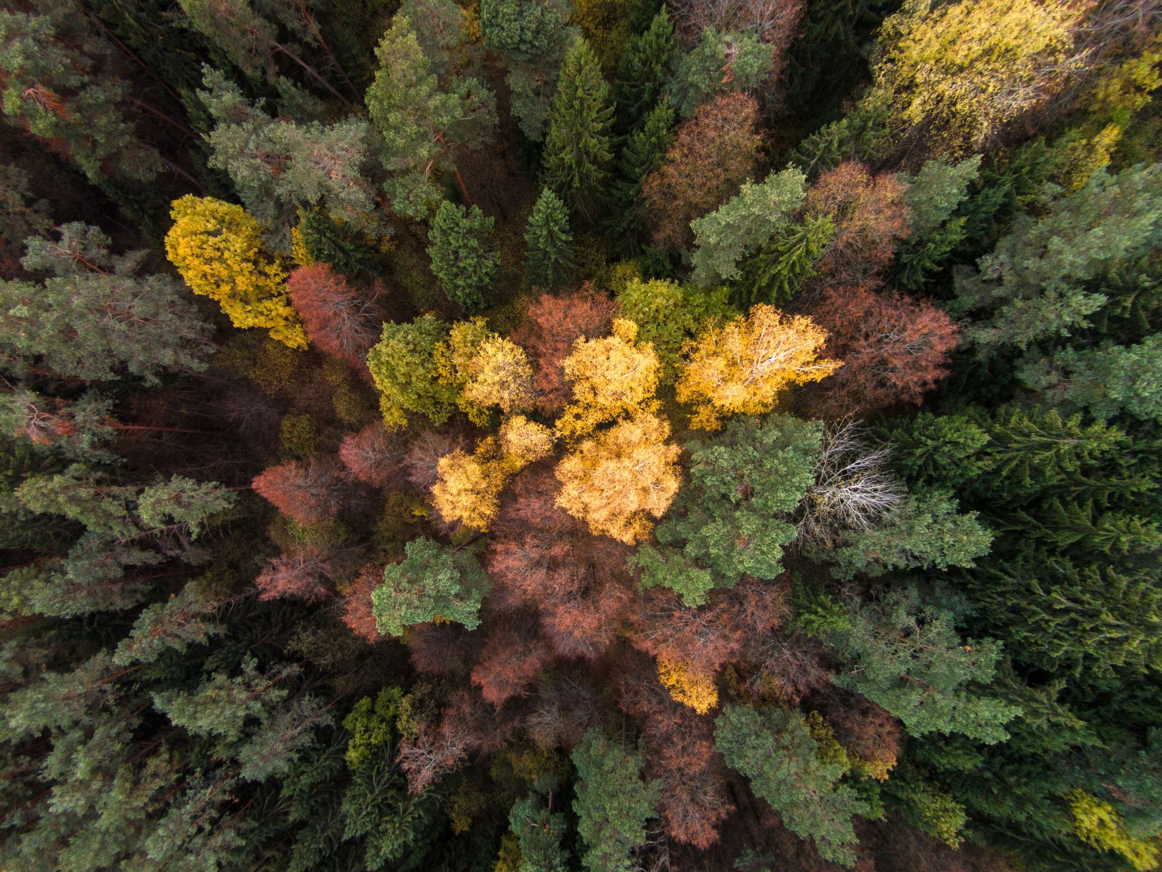 Slide 32 of 41: Drone photographs of autumn, Lithuania - 24 Oct 2015 Autumn in Lithuania.