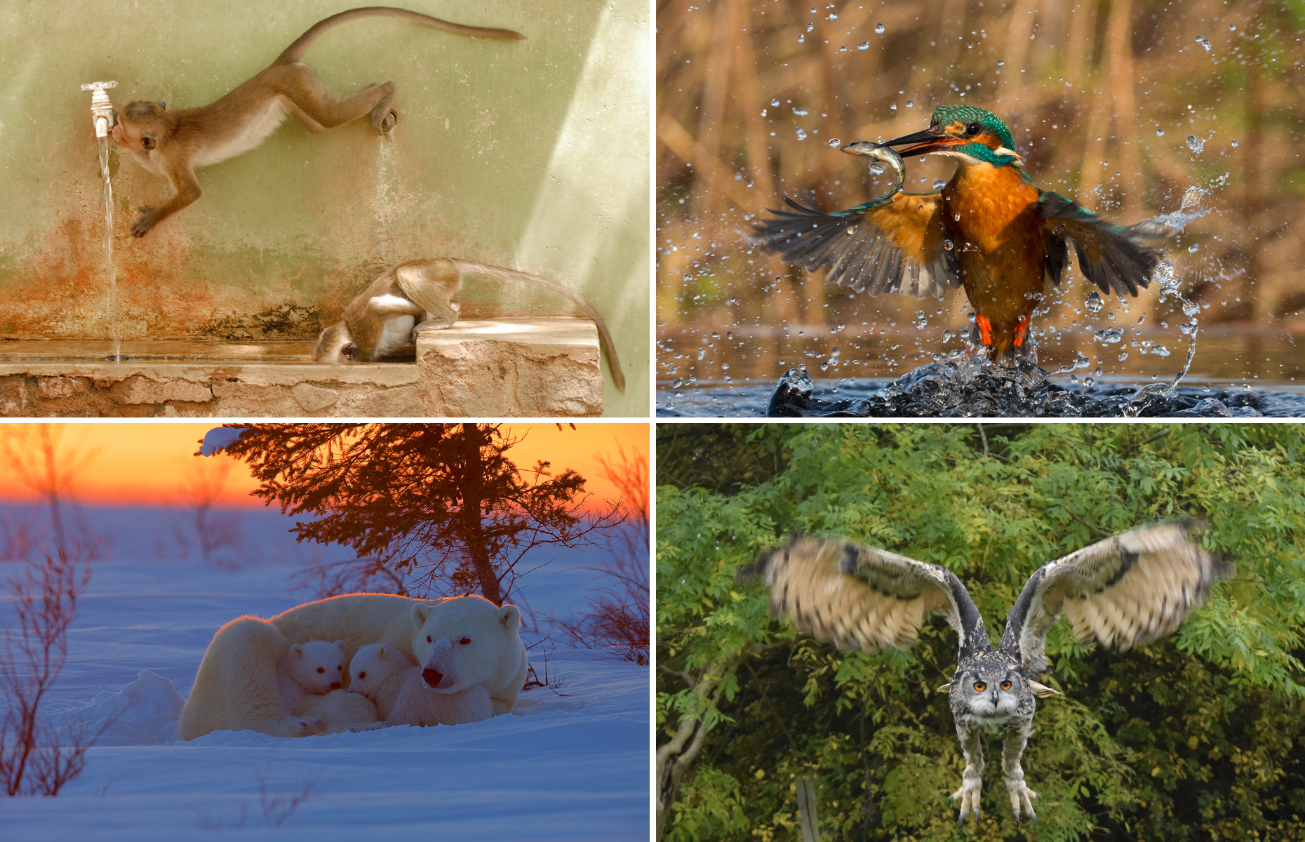 Winners of the Zoological Society of London wildlife photography