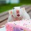 Close-up of white dumbo rat eating cake.