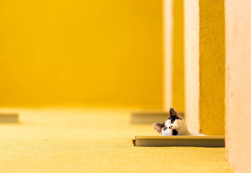 面白ペット写真コンテスト 奇跡の一枚