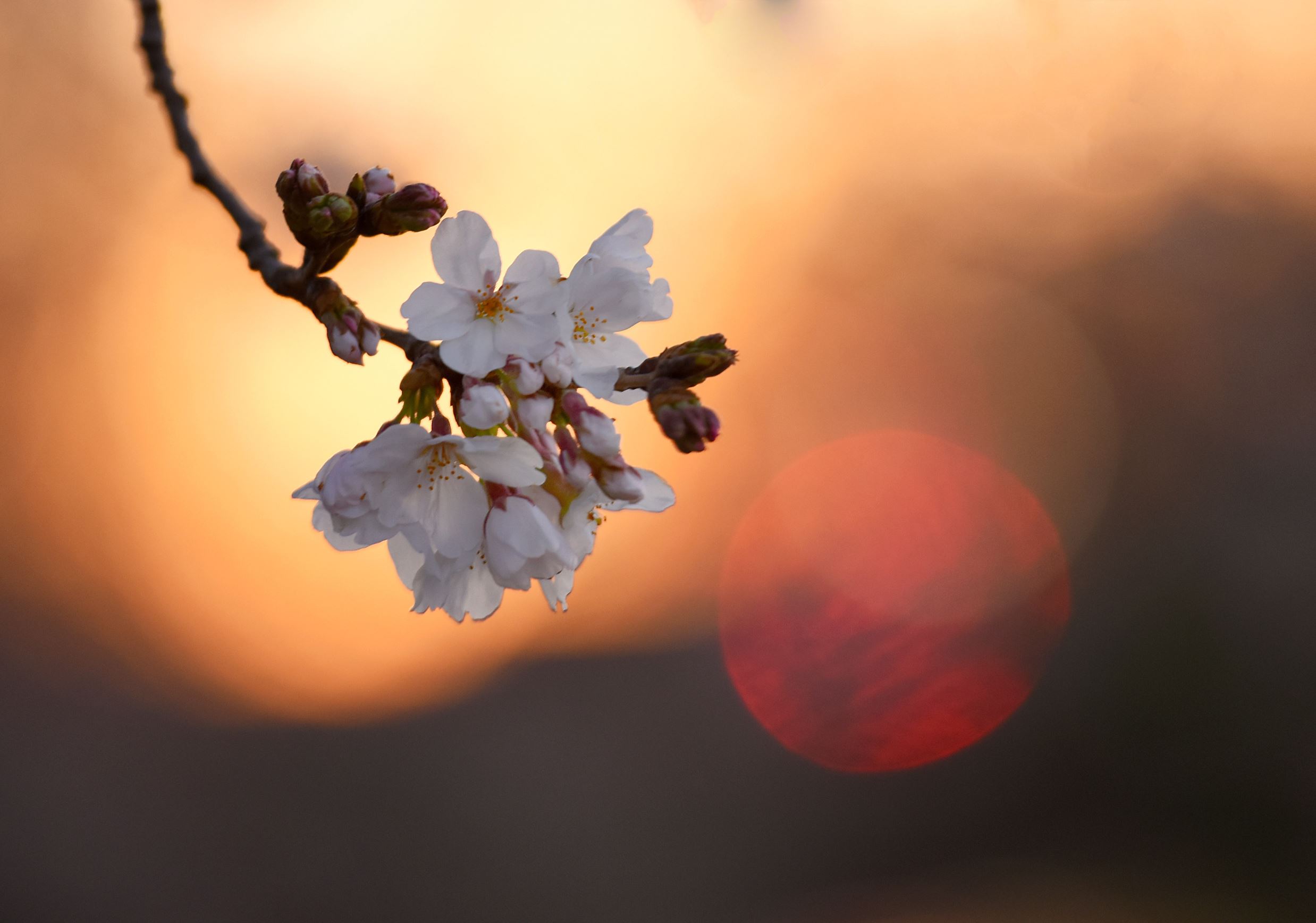 Festival Musim Semi Di Washington D C