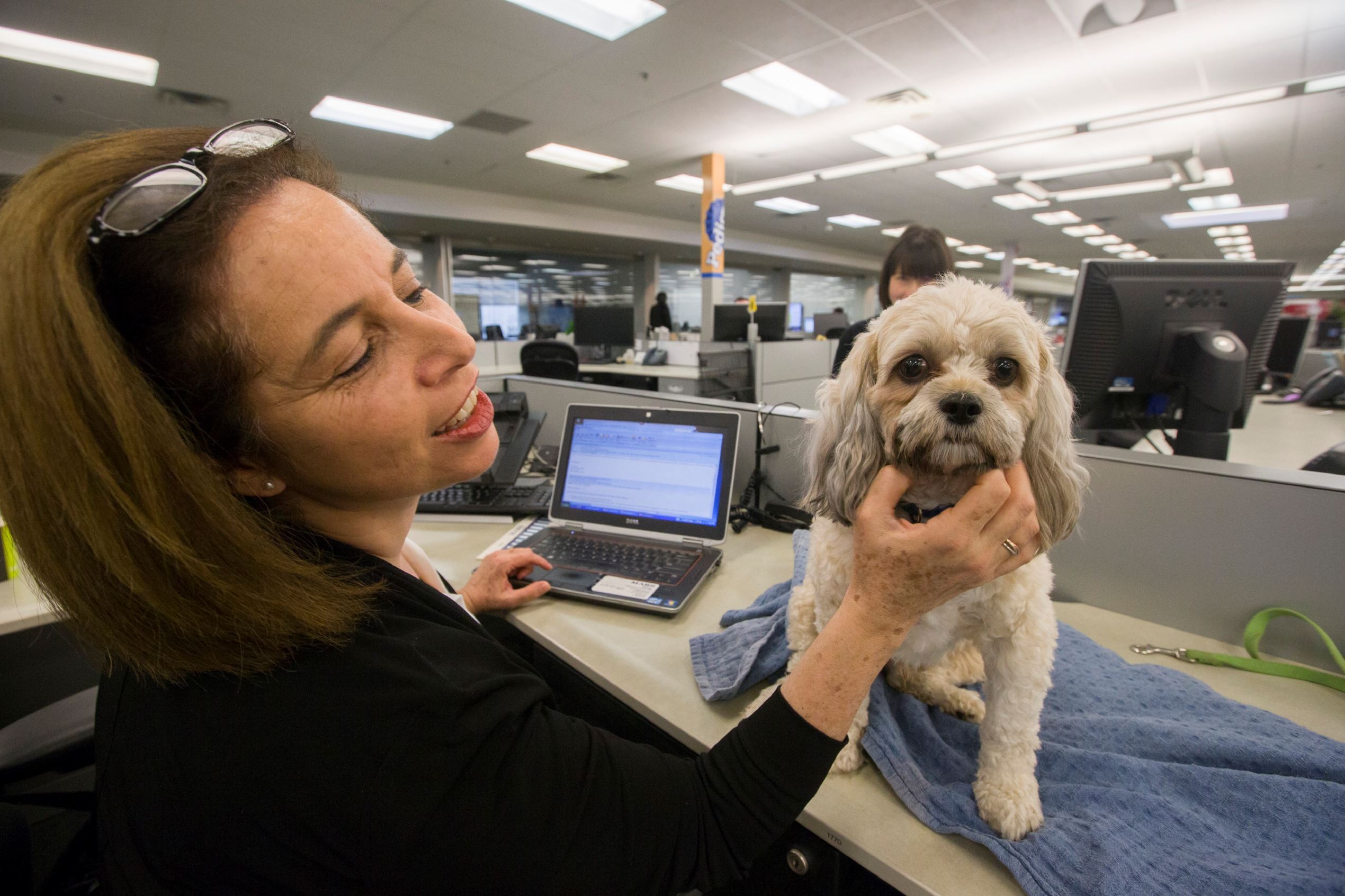 What Companies Allow Dogs Work