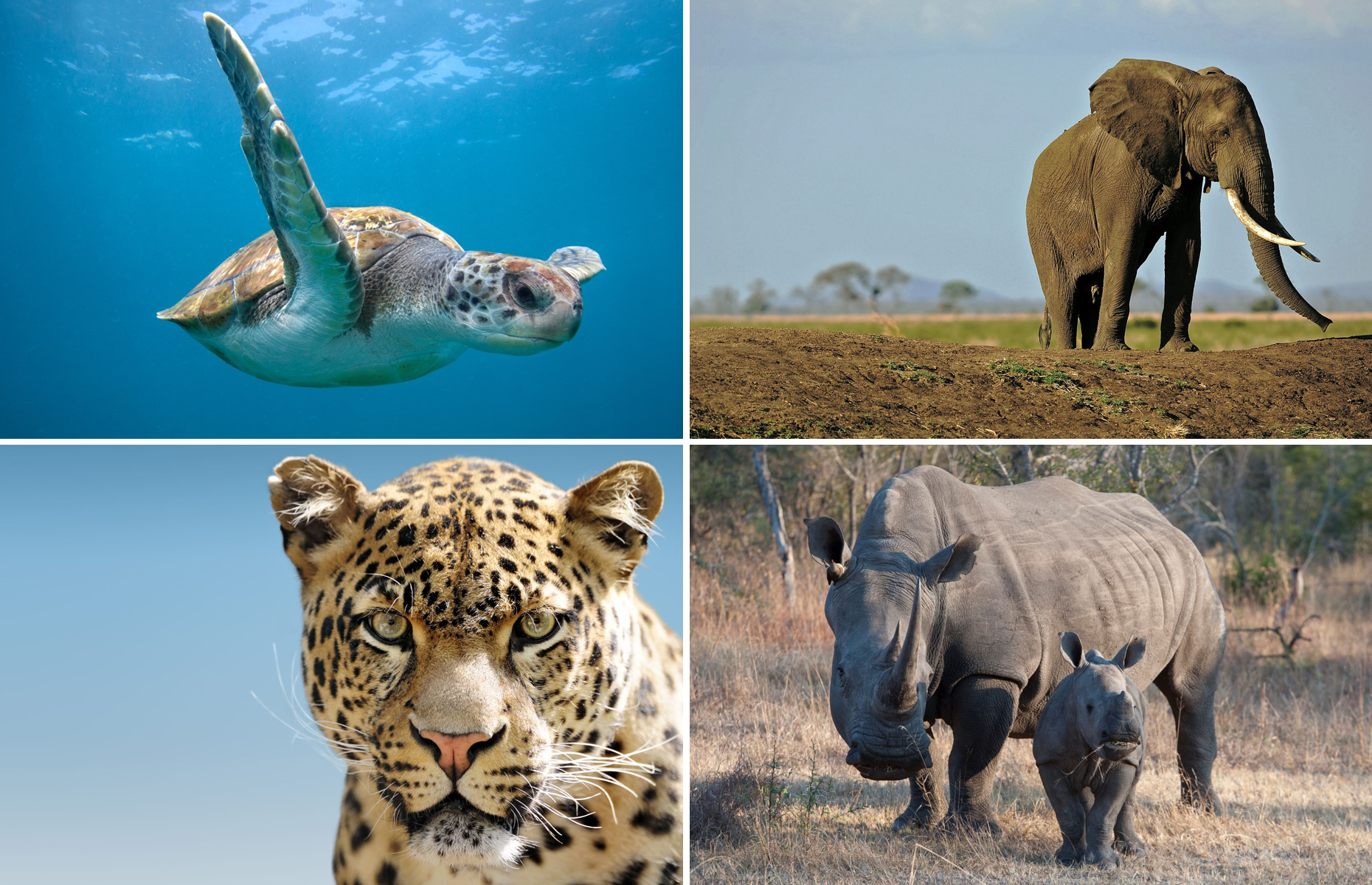 What are these animals poached for?