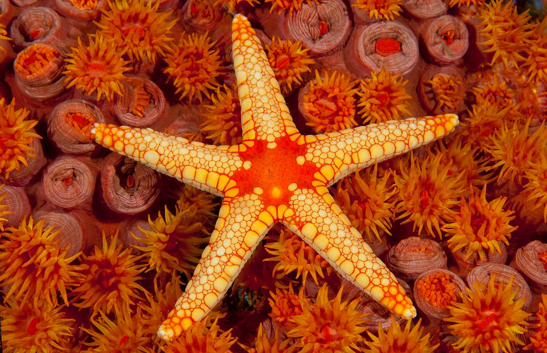 starfish jordan 1 low on feet