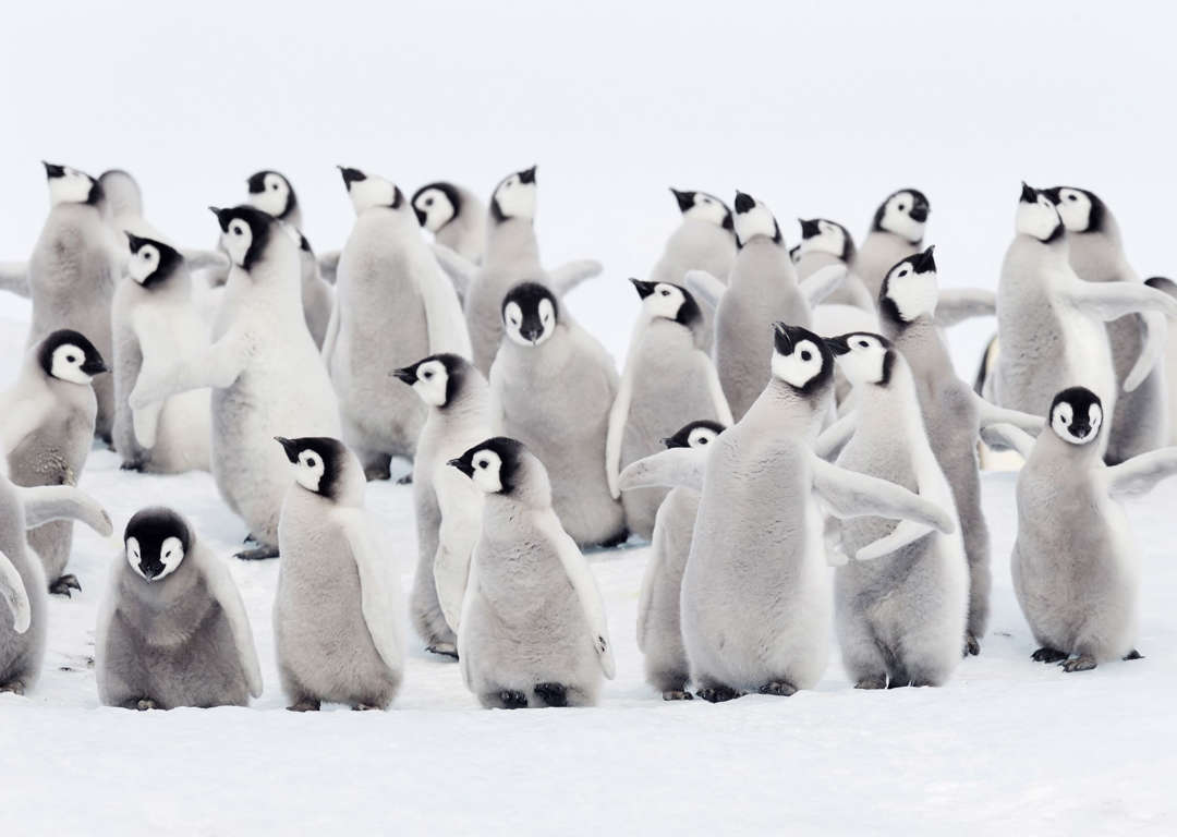 かわいい世界のペンギン図鑑