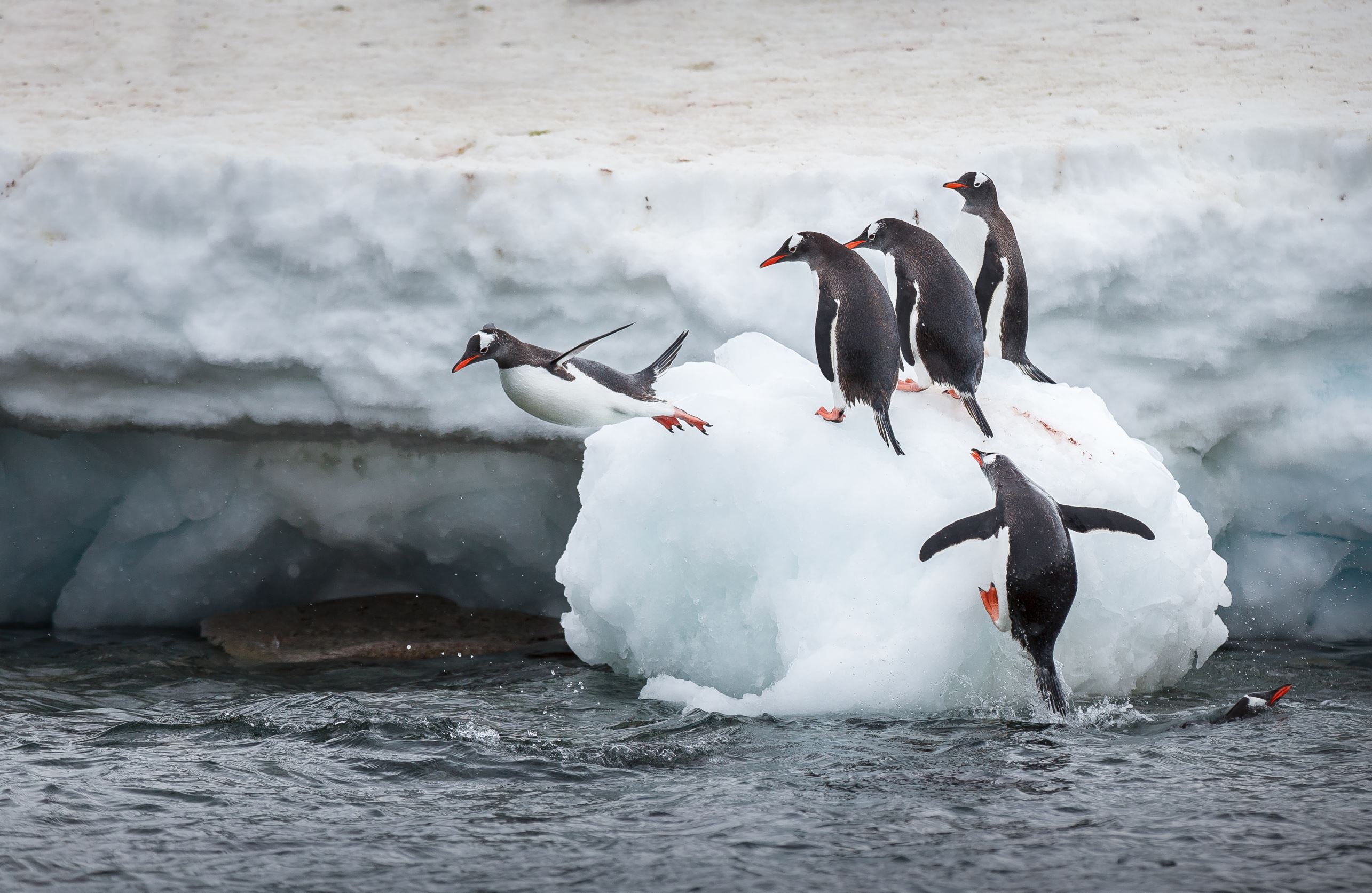 かわいい世界のペンギン図鑑