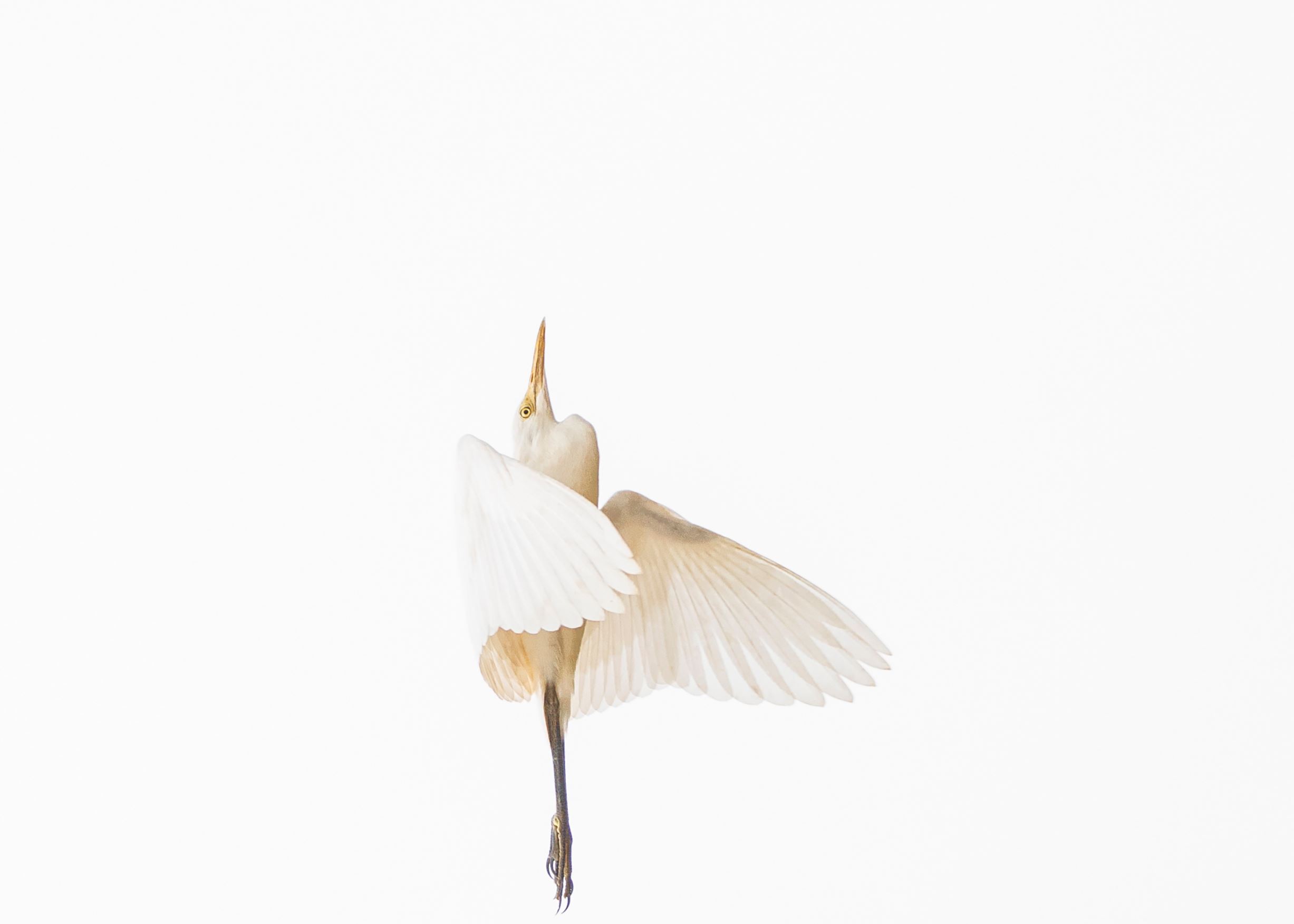 動物たちが起こす奇跡の瞬間をとらえた写真集