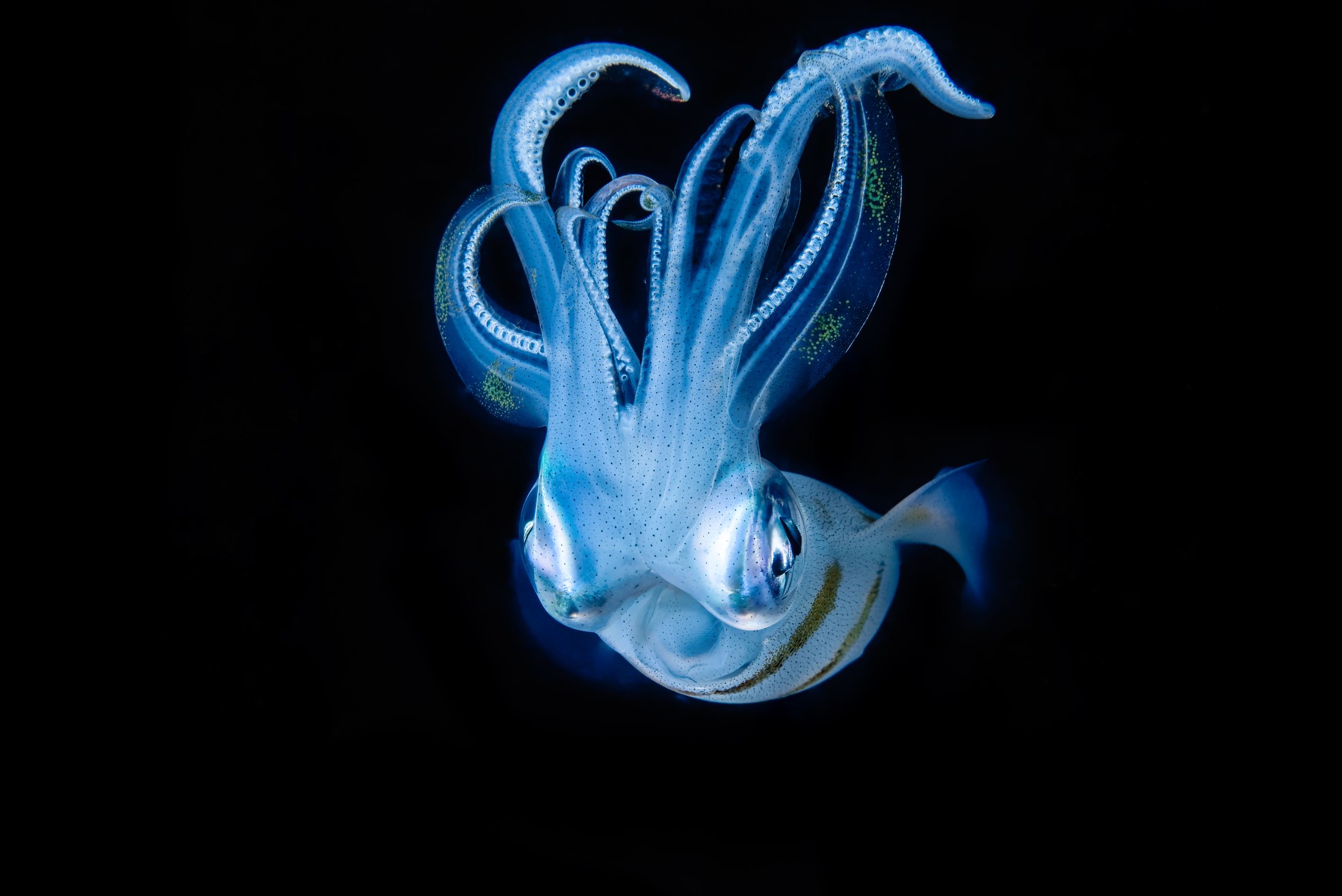 動物たちが起こす奇跡の瞬間をとらえた写真集